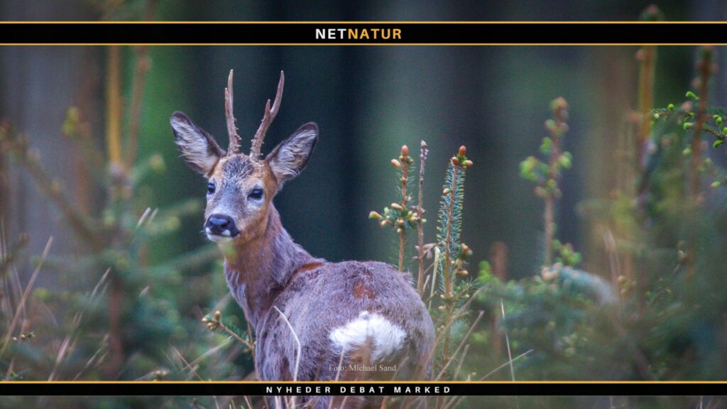 Tilskud til ny natur hos private sætter rekord Tilskud til ny natur hos private sætter rekord