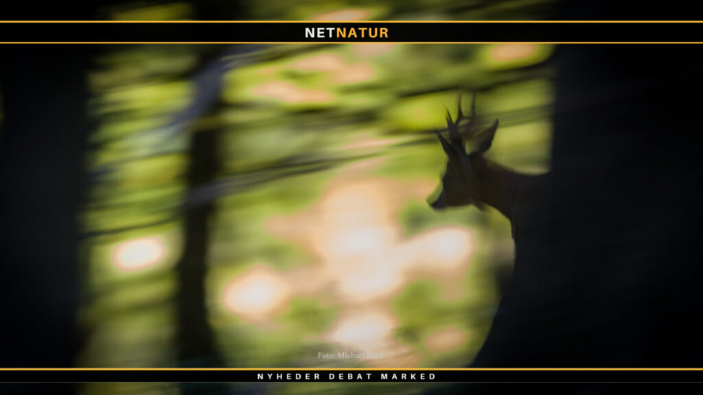 Bedste filmklip fra bukkejagten