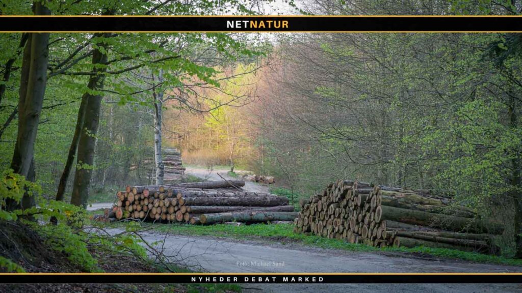 Uetisk med træfældning i yngletiden