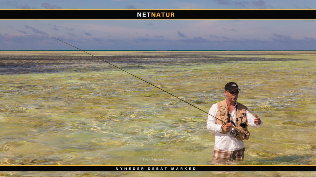 Bonefish på Bahamas