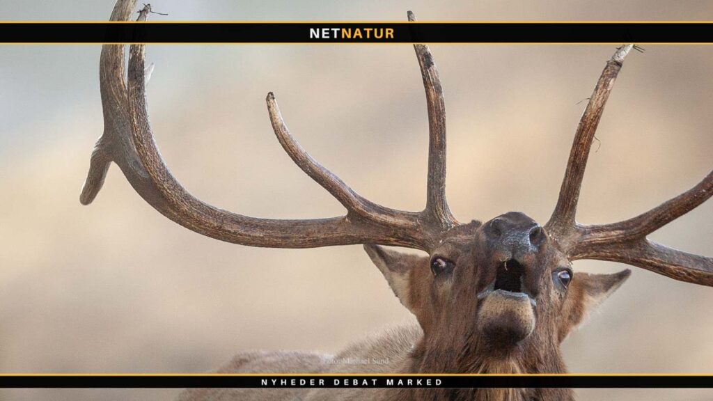 Wapiti i New Zealand