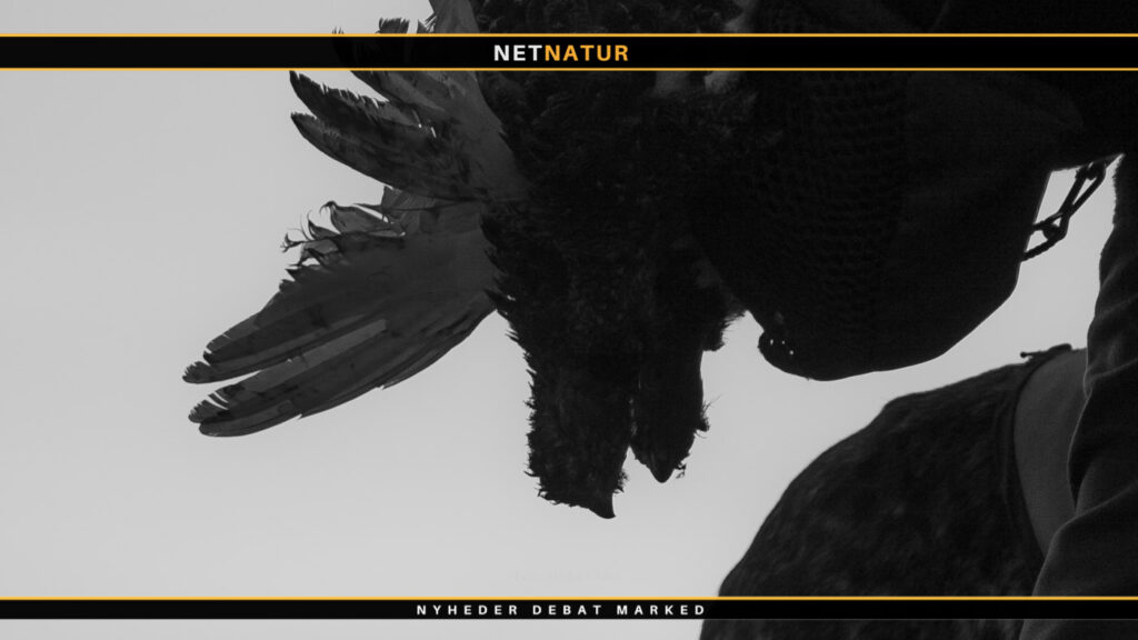 Tysk ruhåret i britisk højland