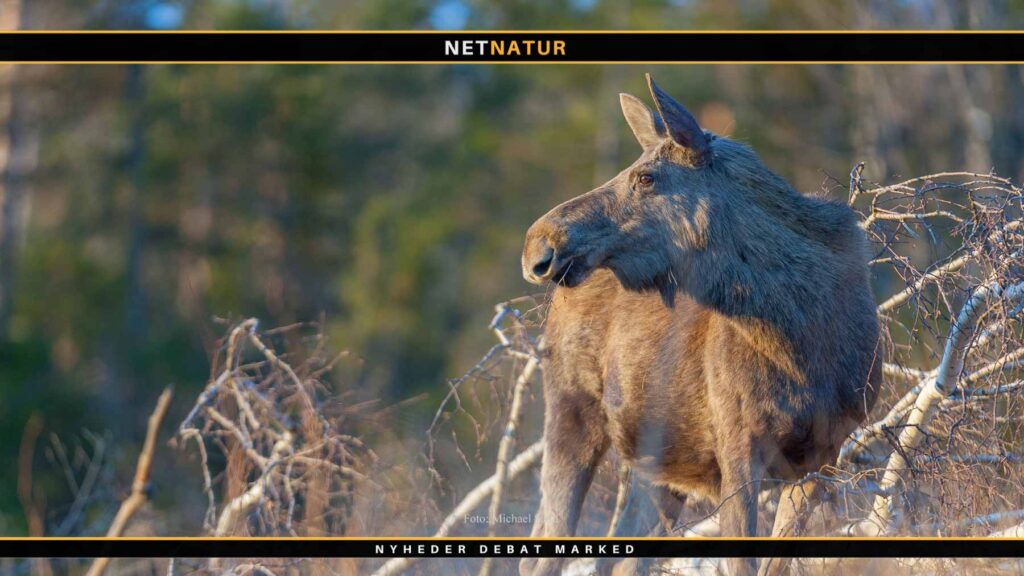 Svenske myndigheder konstaterer dødelig sygdom i elg