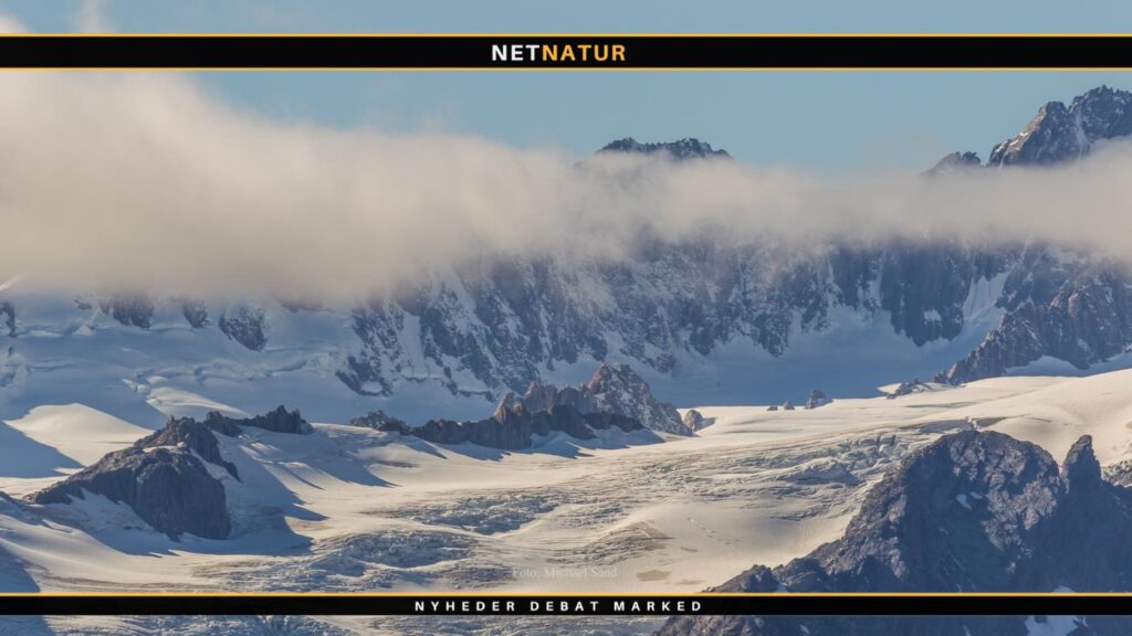 Gemse i New Zealand Gemse i New Zealand