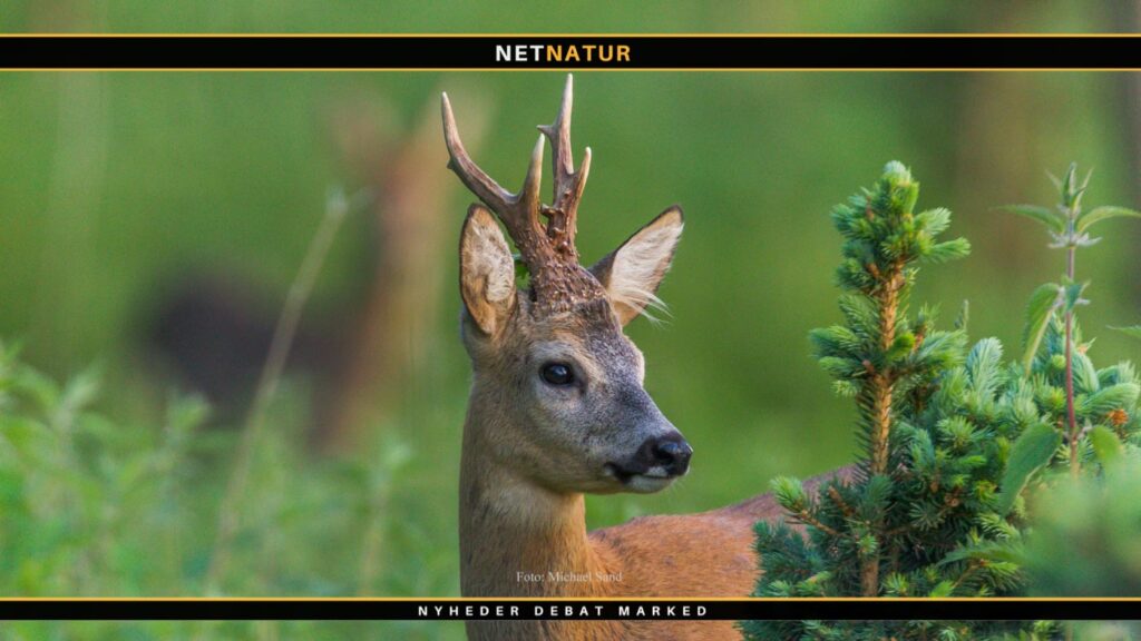 Skud optaget under bukkejagt