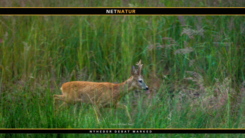 Jagt udlejes på Møn