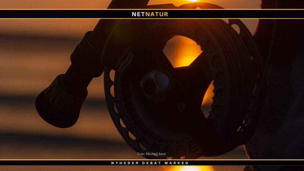 Havørred på Langeland