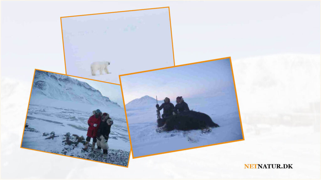 Dansk eventyrer oplever historisk vingesus i det iskolde Canada