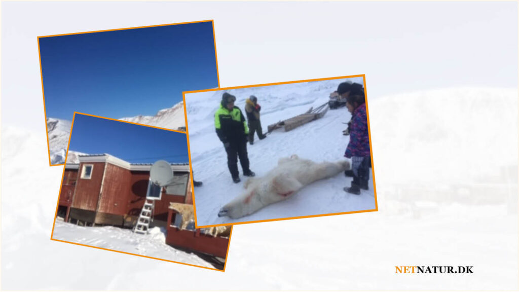 Fra Hjortdal til Ellesmere Island i det højarktiske Canada Fra Hjortdal til Ellesmere Island i det højarktiske Canada