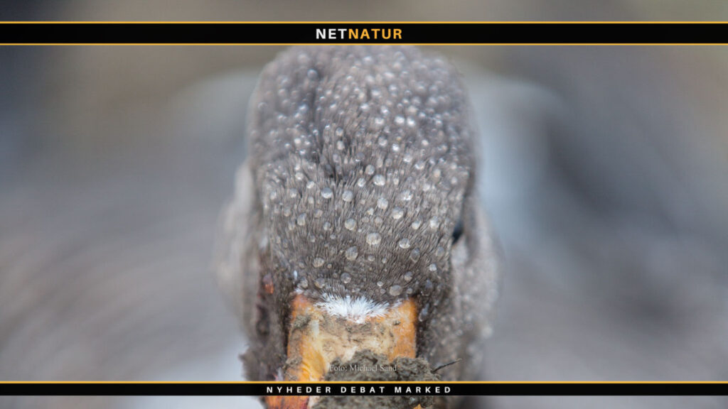 Opfølgende spørgsmål og svar i sag om seksuel krænkelse i Danmarks Jægerforbund