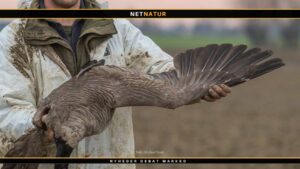 10.556 vinger fra nedlagt fuglevildt