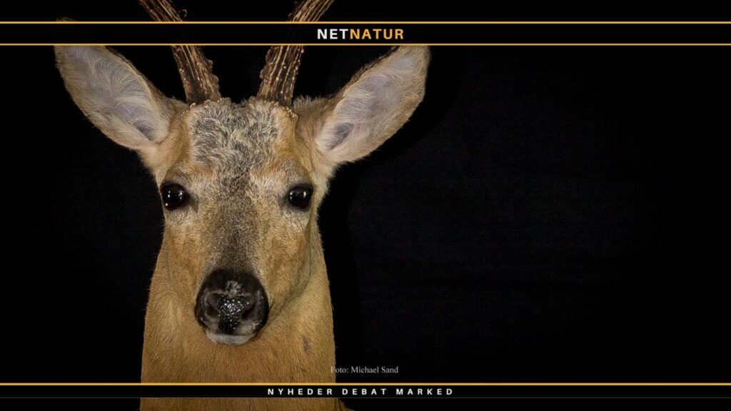 Sibirisk råbuk i Kasakhstan