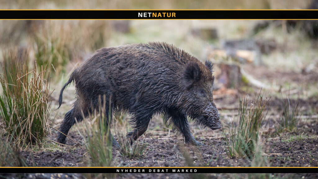 Opsætningen af vildsvinehegnet må indstilles