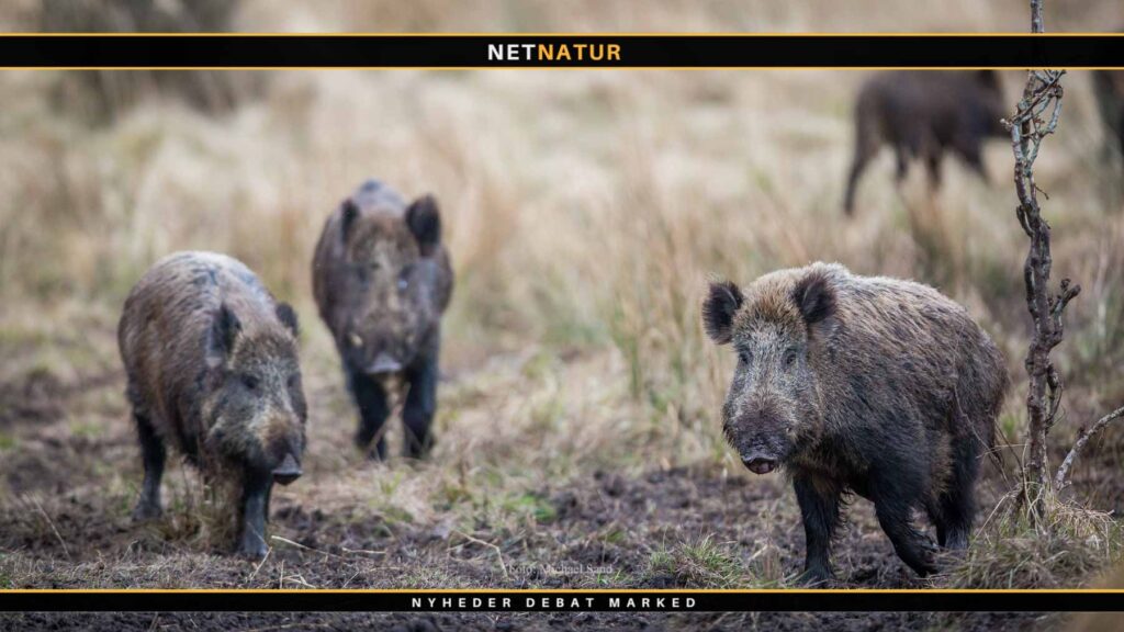 Flensborg Byråd detonerer bombe under vildsvinehegn Flensborg Byråd detonerer bombe under vildsvinehegn