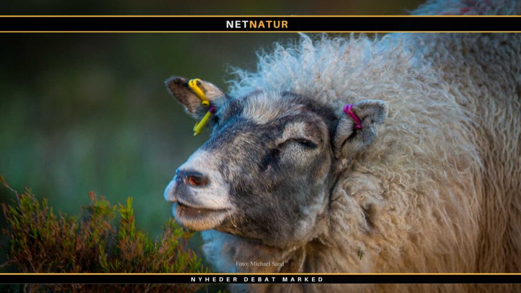 Klippet hul afsløret i ulvesikkert fårehegn