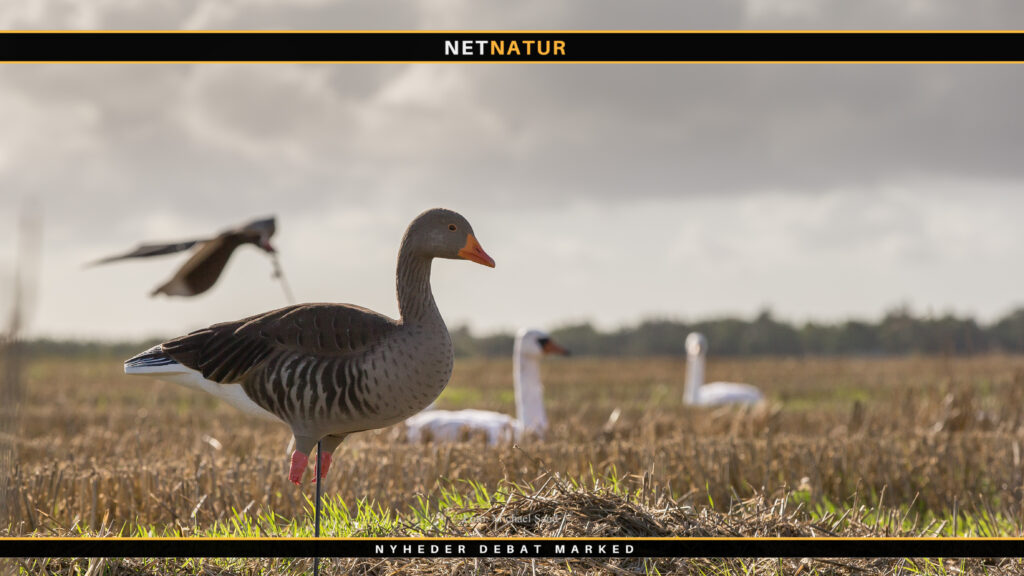 Endnu et HB-medlem i Danmarks Jægerforbund involveret i spørgsmål om chikane