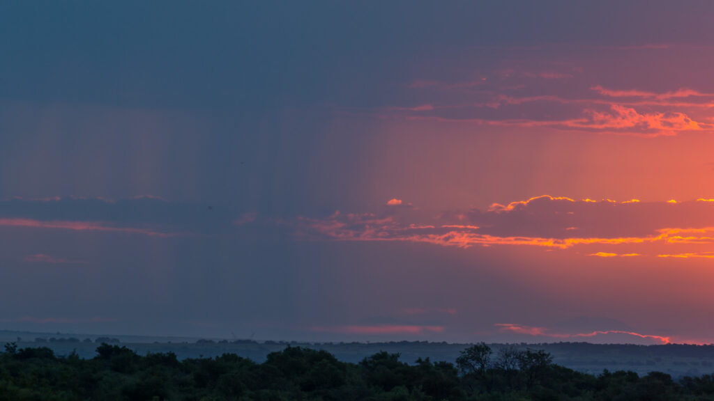 Bøffeljagt i Uganda