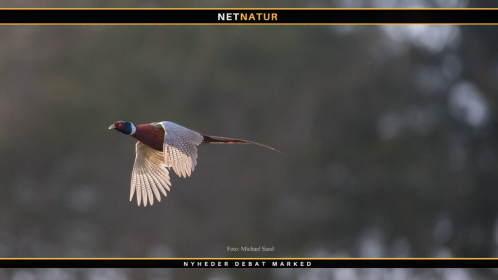 Brahetrolleborg Game Fair: Danmarks nye store jagt-, fiskeri- og outdoormesse Brahetrolleborg Game Fair: Danmarks nye store messe om jagt og fiskeri