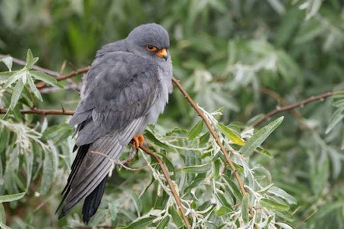 Aftenfalke på gæstevisit i Danmark