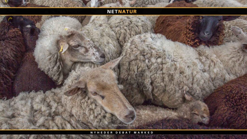 16 får dræbt i Vestjylland