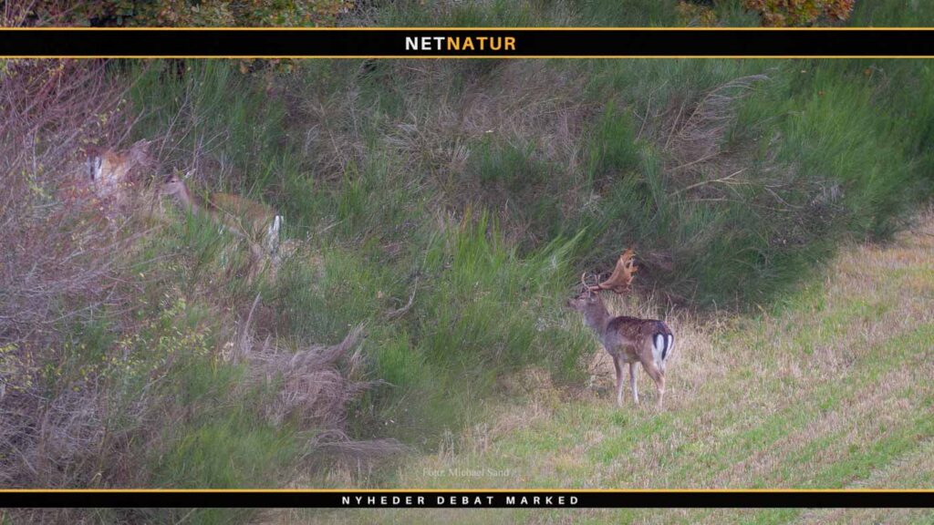 Allemandsret i danske skove