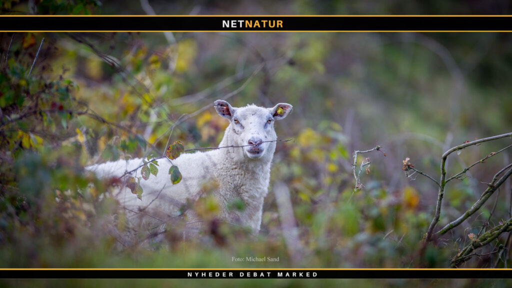 30 får og lam dræbt i Vestjylland