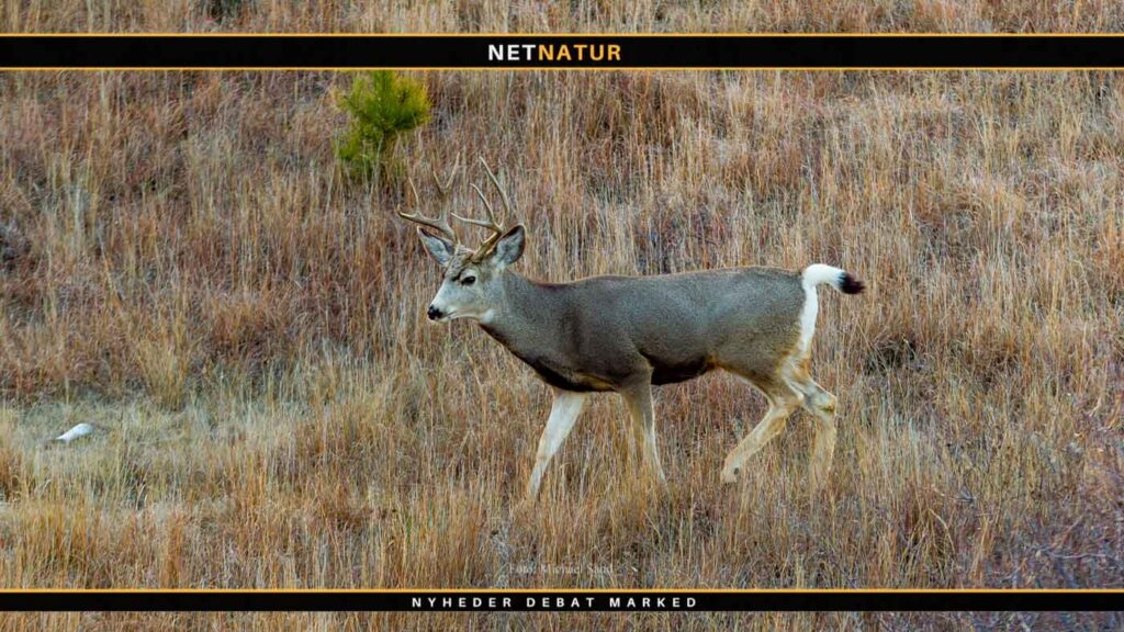 Første bjørn og første Mule Deer