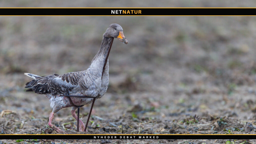 Klagesag om håndtering af ”sexuelt krænkende overgreb” i Danmarks Jægerforbund breder sig på de sociale medier