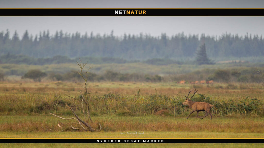  Jagt udlejes ved Blåvandshuk