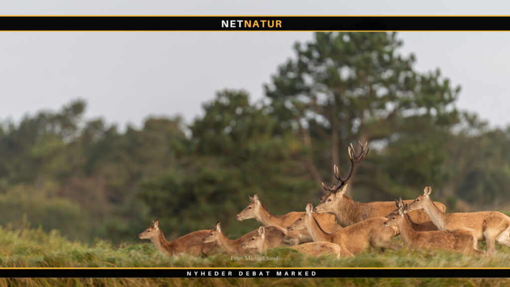Formand for Nordjysk Hjortevildtgruppe kommenterer læserbrev om placering af skydetårne