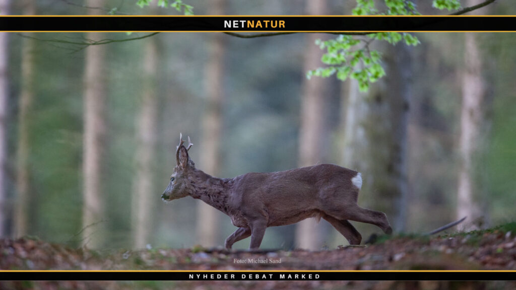 Jagt udbydes i Trekantsområdet