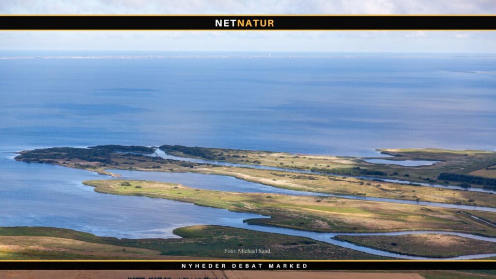 Vilde og udsatte laks i Skjern Å