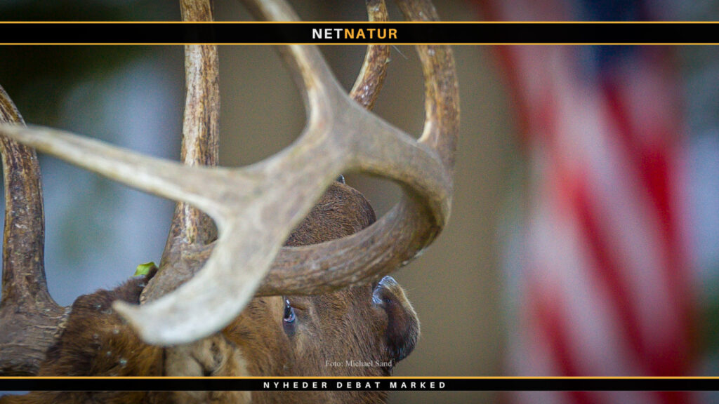 Fik 132.000 kr. i bøde for at fortie, at han havde skudt en moose uden tilladelse