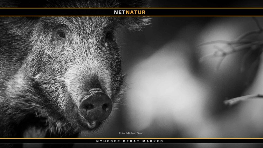 Alt kan ske på en vildsvinejagt Alt kan ske på en vildsvinejagt