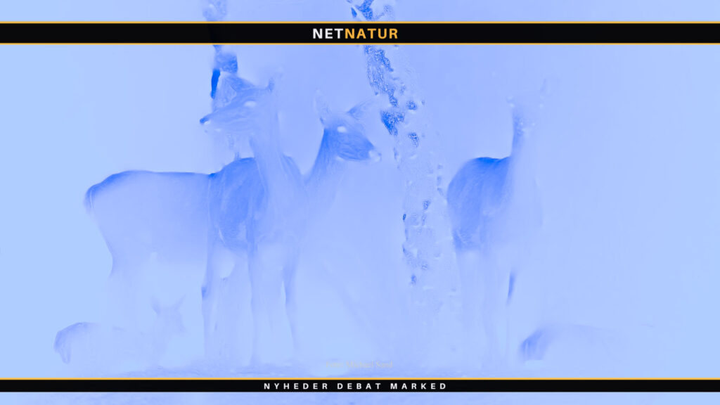 Unikt studie følger hjortevildt om natten med termisk kamera