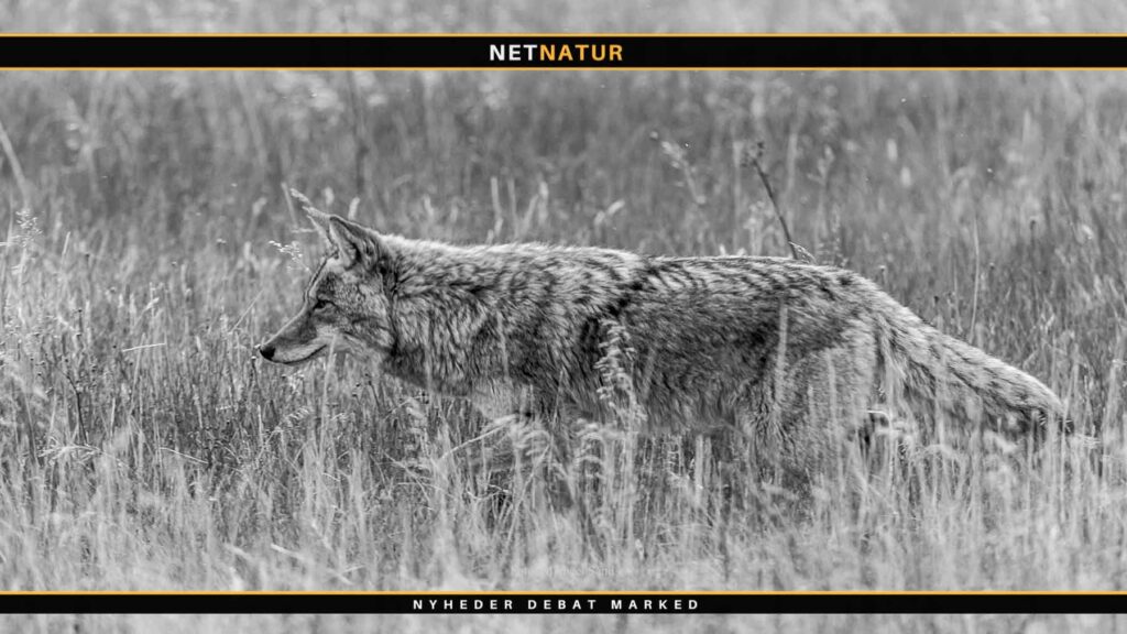 Jagt på Coyote i USA