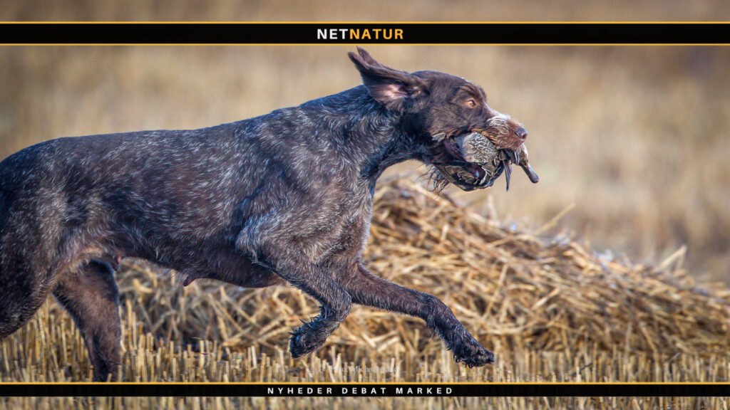 Vejen til bedre jagthunde