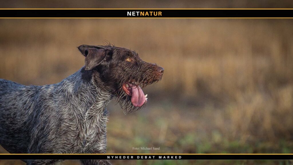 Tysk og positiv bedømmelse af unge og dansk opdrættede ruhår Nyskabelse blandt danske Ruhår