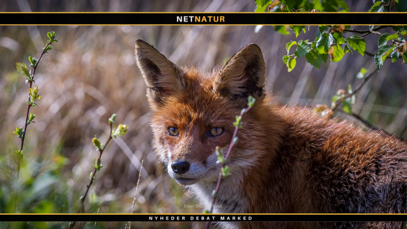Bringer tysk jæger en naturfotografs liv i fare?