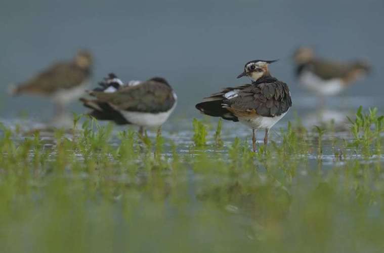 Landmænd og ornitologer vil hjælpe viben