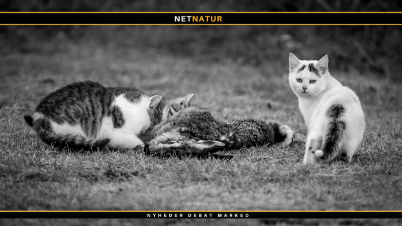 Katte bekæmpes med dusørjagt og giftige pølser