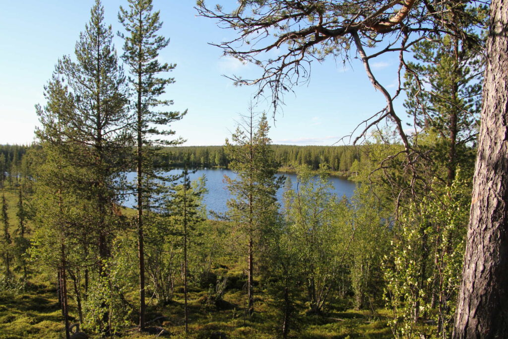 FANTASTISK SKOV- OG NATUROMRÅDE I SVENSKE LAPLAND