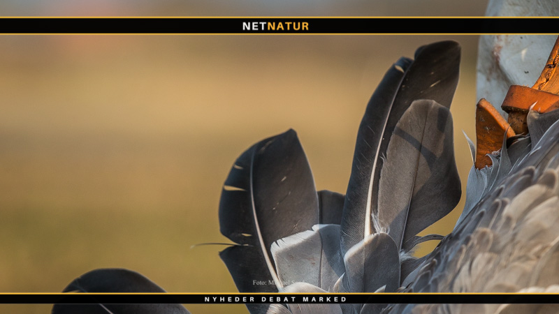 Tidligere administrationschef i DJ: Hvorfor undrer alle sig over chikanesagen?