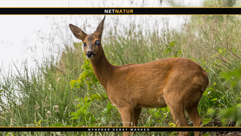 Rå med blindt øje er stadig i live