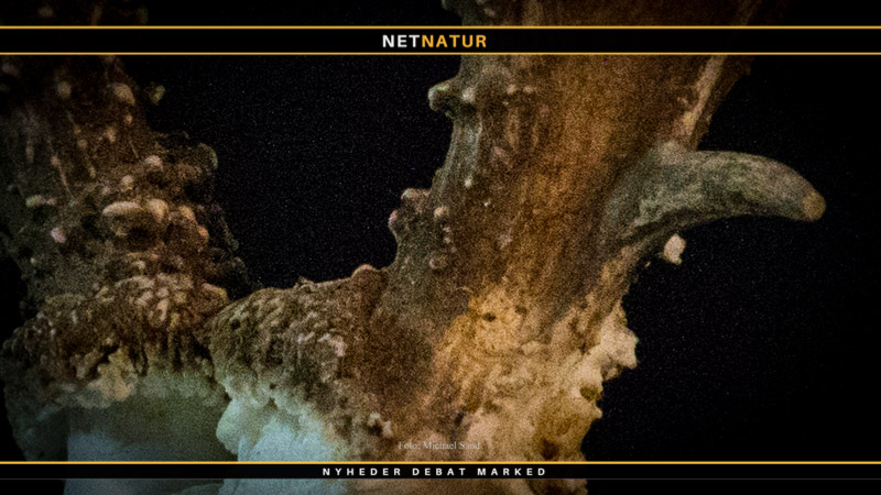 Enestående bukkeopsats udbudt til salg