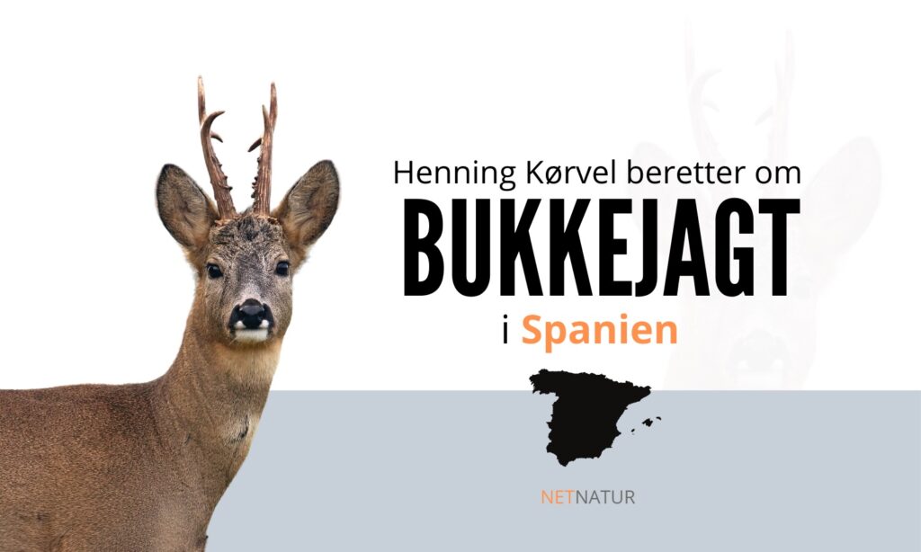 Bukkejagt i Spanien