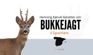 Bukkejagt i Spanien