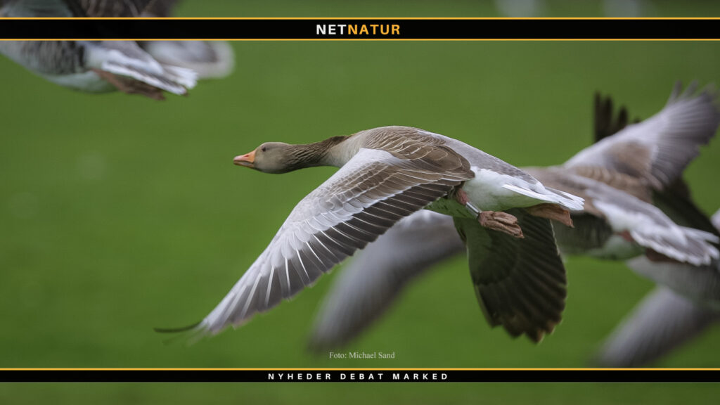 Antallet af grågæs sætter ny rekord Begrænsningerne for august-jagt på grågås