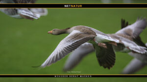 Grågåsen – fra fåtallig til talrig dansk ynglefugl Begrænsningerne for august-jagt på grågås