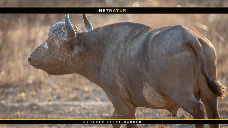 Bøffeljagt i Uganda